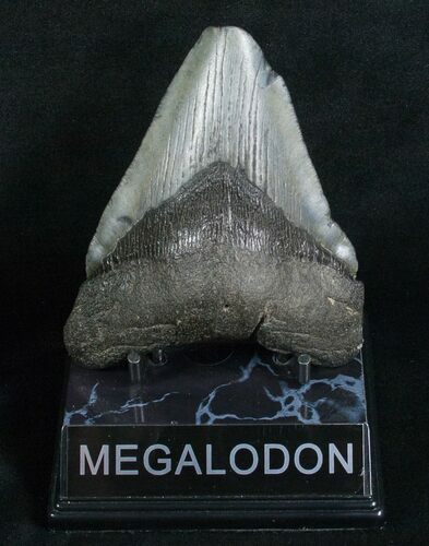 Inch Megalodon Tooth #5190